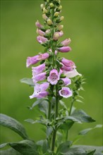 Common foxglove (Digitalis purpurea), flowering, Elllerstadt, Germany, Europe