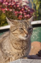 Felidae (Felis silvestris catus), Rhineland-Palatinate, Germany, Europe