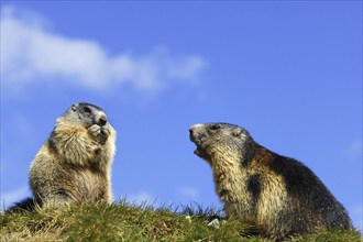 Two alpine marmots, Hohe Tauern, Austria, (Marmota marmota), Hohe Tauern, Austria, Europe