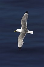 Kittiwake, flight photo, Heligoland Island, (Rissa tridactyla), Heligoland, Heligoland Island,