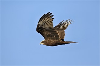 Marsh harrier (Circus aeruginosus), flying in front of a blue sky, Klingnauer Stausee, Canton