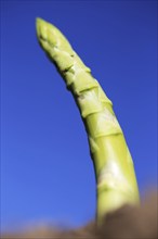 Close-up of green asparagus in the field