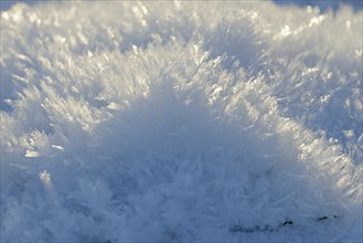 Snow, close-up of snow crystals, Arnsberg Forest nature park Park, North Rhine-Westphalia, Germany,