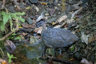 Thicket tinamou (Crypturellus cinnamomeus), standing in the water in the rainforest, Corcovado