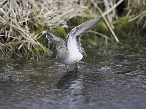 Temminck's Stint (Calidris temminckii), wading through marshland, flapping its wings, June,