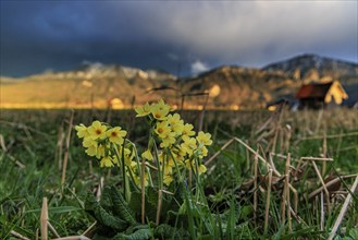 Common cowslip (Primula veris) in a meadow in front of a mountain landscape, storm clouds,