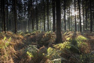 Bracken fern (Pteridium aquilinum) in spruce forest, Emsland, Lower Saxony, Germany, Europe