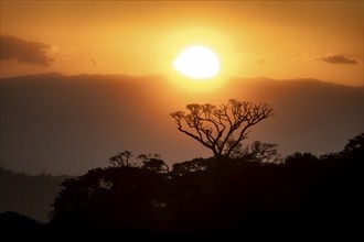 Treetops at sunset, silhouettes against the light, cloud forest, Monte Verde, Puntarenas province,