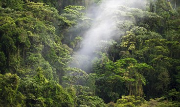 Fog drifts through the rainforest, treetops in the dense forest, mountain rainforest, Alajuela