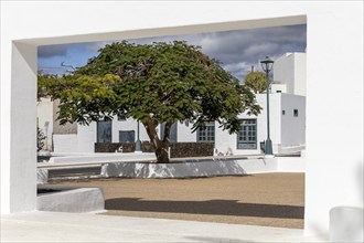 A large tree stands in front of a white building with open and light-flooded areas, Canary Islands,