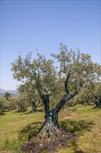 Olive trees in a wide field on a sunny day, Vaison-la-Romaine, Provence, France, Europe