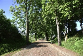 Europe, Germany, Mecklenburg-Western Pomerania, old avenue with cobblestones near Kaarz, Kaarz,