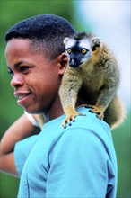 Common brown lemur, Madagascar, Africa, bush house, private reserve, Madagascar, Africa