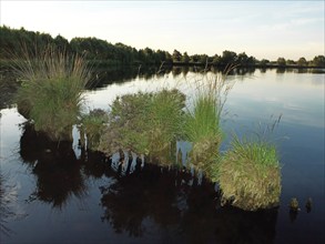 Eternal Sea, nature reserve, East Frisia, Germany, Europe