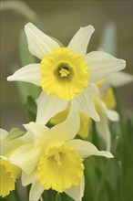 Wild daffodil (Narcissus pseudonarcissus), flowers, ornamental plant, North Rhine-Westphalia,