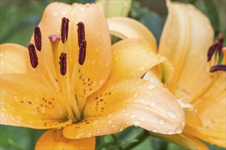 Colorful orange lily in a botanical garden