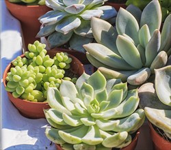 Set of beautiful little plant, succulent in a small plastic flower pot