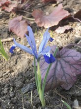 Iris blooming in the botanical garden in spring