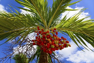 Sunlit view of a palm tree with striking red berries against a partly cloudy sky, Christmas palm,