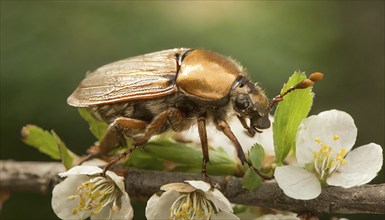 Animals, symbol, close-up of a cockchafer, Melolontha melolontha, AI-generated, AI generated