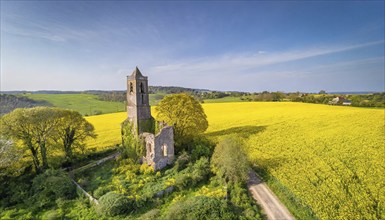 Agriculture, rape field, in full bloom, yellow, in it a church ruin, aerial view, AI generated, AI