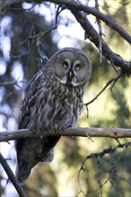 Great horned owl on perch, (Srix nebulosa), Europe, Finland, Finland, Europe