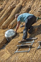 Thatch works by thatcher on thatched roof showing yelms, bundles of water reed used as roofing