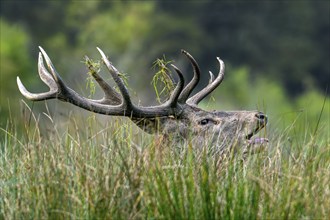 Close-up of rutting red deer (Cervus elaphus) stag with big antlers bellowing, hidden in tall grass