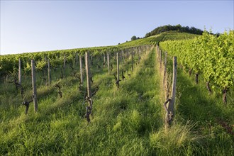 Vineyard at Korber Kopf is grubbed up due to uneconomical conditions, low yield, age, diseases,