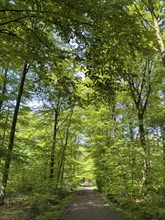 Forest path through beech forest beeches (Fagus) trees deciduous trees sprouting leaves in green