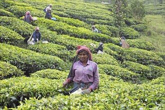 Indian tea picker on a tea plantation, Thekkady, Kerala, India, Asia