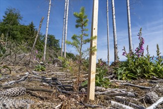 Reforestation in the Arnsberg Forest near Hirschberg, Soest district, young conifers, green Douglas