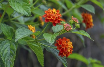 Lantana, North Rhine-Westphalia, Germany, Europe