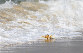 Horn-eyed Ghost crab (Ocypode brevicornis) struggling with the surf at Marari Beach or Strand,