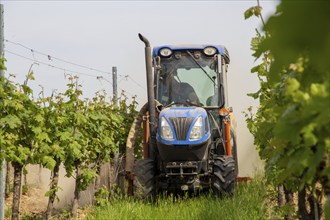 Soil cultivation in the vineyard, here near Neustadt an der Weinstraße, Palatinate