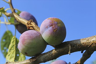 Ripe plums on the tree