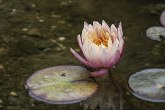 Water lily (Nymphaea), Emsland, Lower Saxony, Germany, Europe