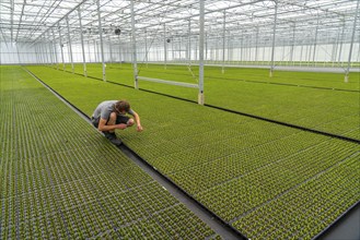 Garden nursery, cuttings, heather, broom heather plants, Calluna vulgaris, in the propagation