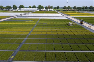 Horticultural business, broom heather plants, in flower pots, outdoors, Calluna vulgaris, are cut