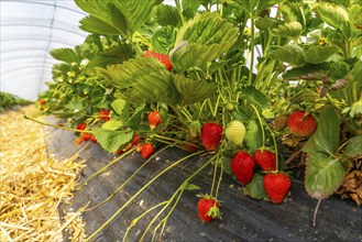 Harvest of strawberries, strawberry cultivation in the open, under a foil tunnel, young strawberry