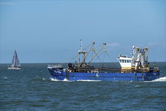 Mussel dredger YE-118, owned by the Dutch fishing cooperative Noordland BV, dredges mussels from