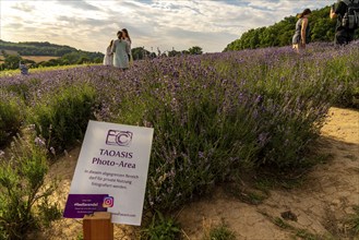 Lavender fields in East Westphalia Lippe, OWL, near the village of Fromhausen, near Detmold, the