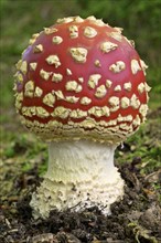 Fly agaric (Amanita muscaria), fruiting body, North Rhine-Westphalia, Germany, Europe