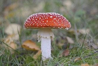 Fly agaric (Amanita muscaria), fruiting body, Moselle, Rhineland-Palatinate, Germany, Europe