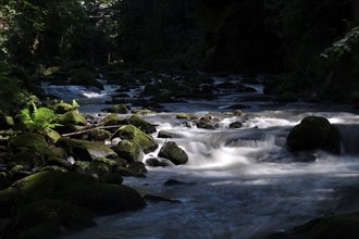 River Wesenitz, Liebethaler Grund, part of the Malerweg, summer, Saxon Switzerland, Saxony,