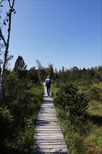 Hike through the Murnauer moss, August, Bavaria, Germany, Europe