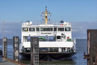 Pellworm ferry arrives, harbour, Strucklahnungshörn, Nordstrand, North Frisia, Schleswig-Holstein,