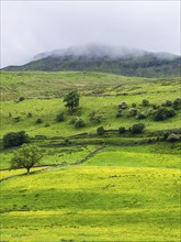 Farms in Yorkshire Dales National Park, North Yorkshire, England, United Kingdom, Europe