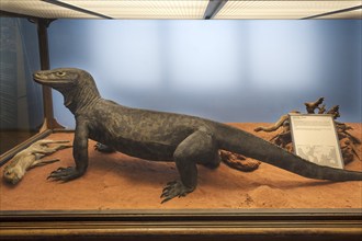 Komodo dragon (Varanus komodoensis), Natural History Museum, opened 1889, Vienna, Austria, Europe