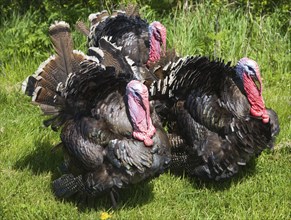 Black Spanish or the Norfolk Black turkey breed outside on grass lawn